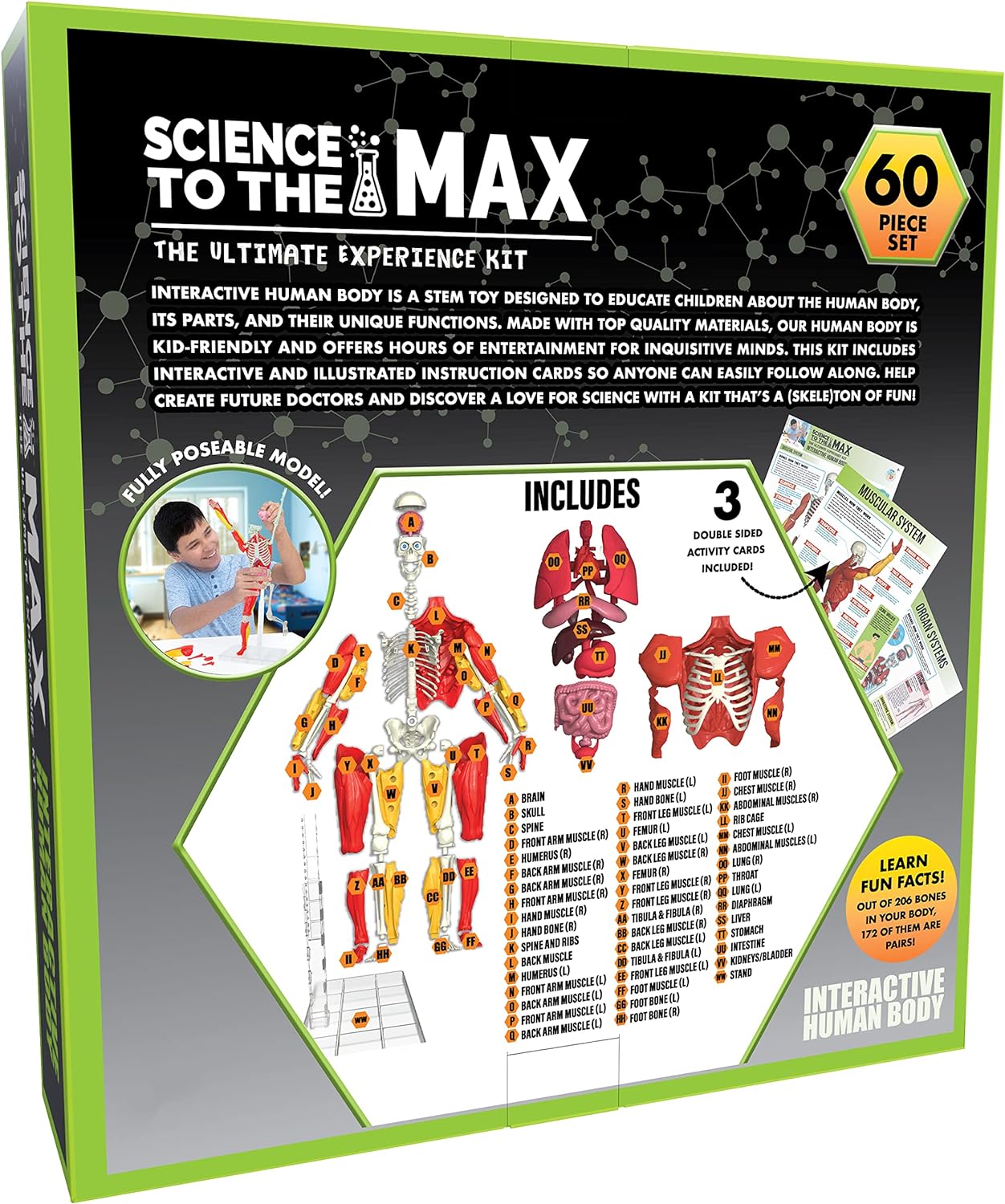 Be Amazing! Toys Interactive Human Body - 60 Piece Fully Poseable Anatomy Figure – 14” Tall Model - Anatomy Kit – Removable Muscles, Organs,Bones STEM Toy – Ages 8+ : Toys Games